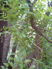 Zanthoxylum capense