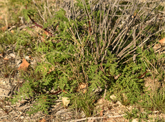 Phacelia distans