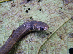 Tantilla melanocephala