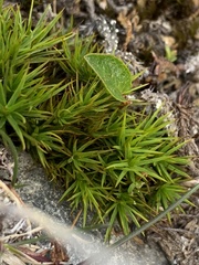 Polytrichastrum alpinum