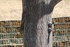 Sciurus carolinensis