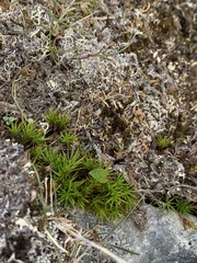 Polytrichastrum alpinum