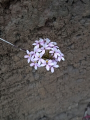 Epidendrum arachnoglossum