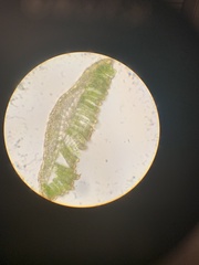 Polytrichastrum alpinum