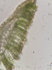 Polytrichastrum alpinum
