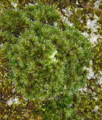 Dicranum flagellare