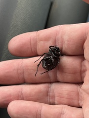 Phyllophaga cribrosa