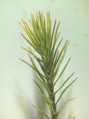 Polytrichastrum alpinum