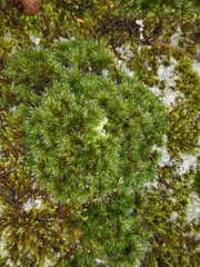 Dicranum flagellare