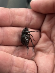 Phyllophaga cribrosa