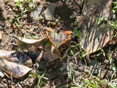 Vanessa vulcania