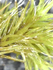 Dicranum flagellare