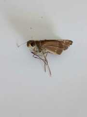 Panoquina lucas