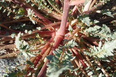 Chylismia claviformis aurantiaca
