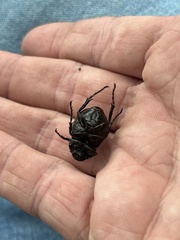 Phyllophaga cribrosa