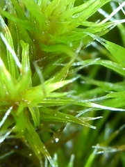 Dicranum flagellare
