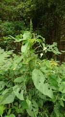 Acalypha angatensis