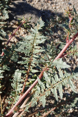 Chylismia claviformis aurantiaca