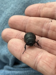 Phyllophaga cribrosa