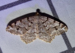 Macaria pinistrobata