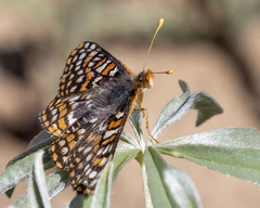 Euphydryas anicia
