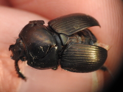 Geotrupes blackburnii