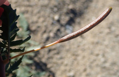 Chylismia claviformis aurantiaca