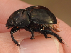 Geotrupes blackburnii