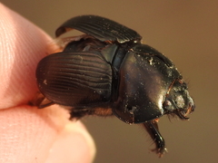 Geotrupes blackburnii
