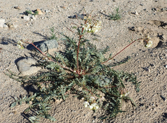 Chylismia claviformis aurantiaca