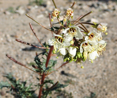 Chylismia claviformis aurantiaca