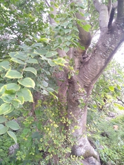 Celtis africana