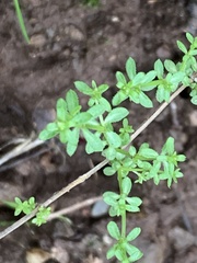 Galium porrigens