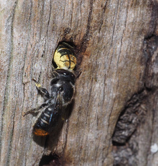 Megachile ferox