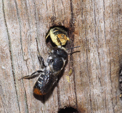 Megachile ferox