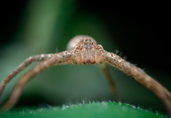 Pisaurina