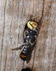 Megachile ferox