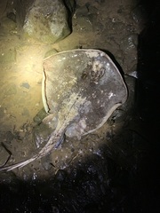 Hemitrygon fluviorum