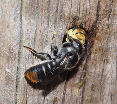 Megachile ferox