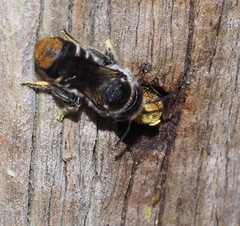 Megachile ferox