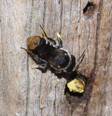 Megachile ferox