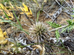 Echinops latifolius