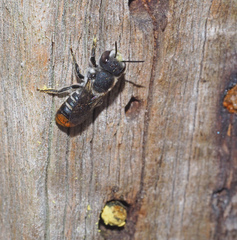 Megachile ferox