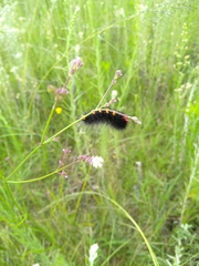 Rhodogastria similis