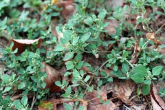 Chenopodium vulvaria