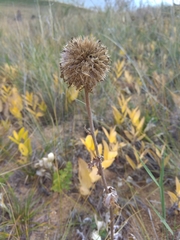Echinops latifolius