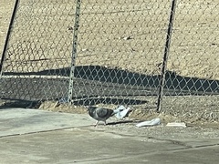 Columba livia