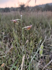 Crotalaria juncea