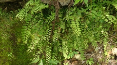 Adiantum philippense