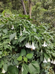 Brugmansia suaveolens